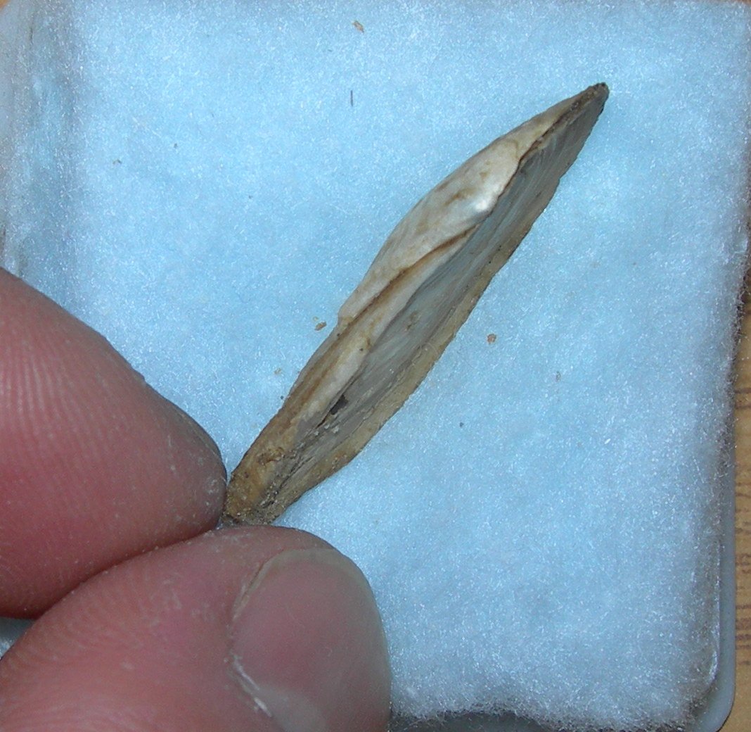 Aiuto determinazione Pandora